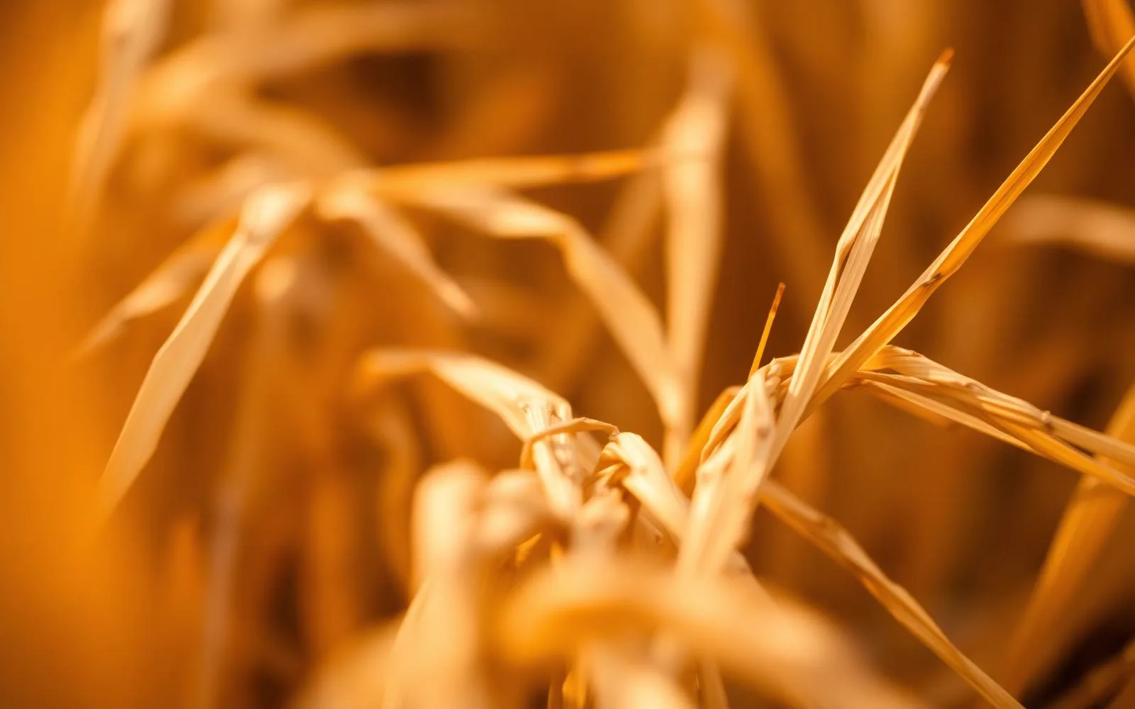 Rice straw macro